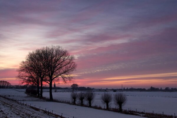 A lonely tree in a field under a winter sunset