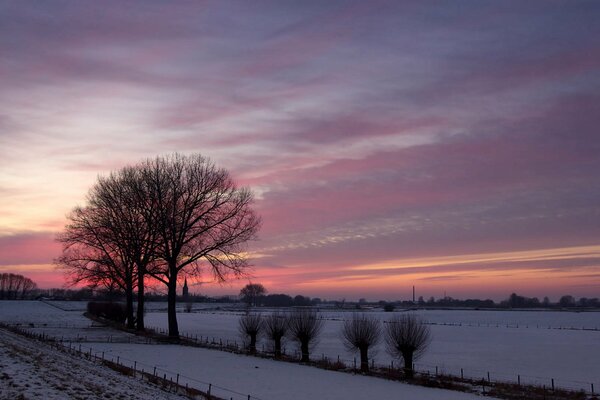 Un árbol solitario en un campo bajo una puesta de sol de invierno