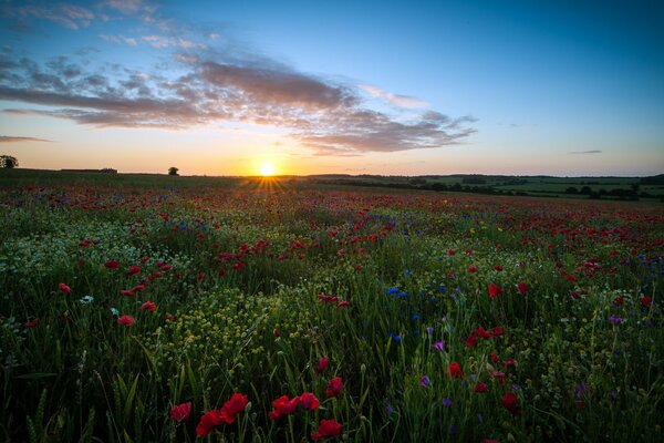 Britisches Feld mit schönen Blumen und blauem Himmel