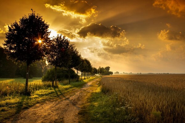 A road with trees and a field at sunset