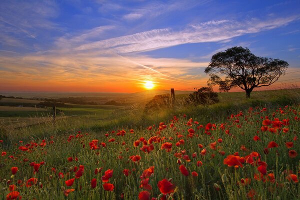 Beautiful sunset on the poppy field