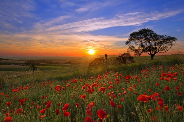 Hermosa puesta de sol en el campo de amapola