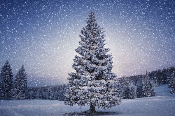 Paysage hivernal. Arbres enneigés et montagnes