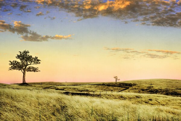 Baum in der Steppe über dem Himmel mit Wolken