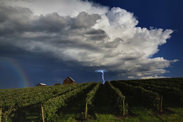 Vignoble des nuages