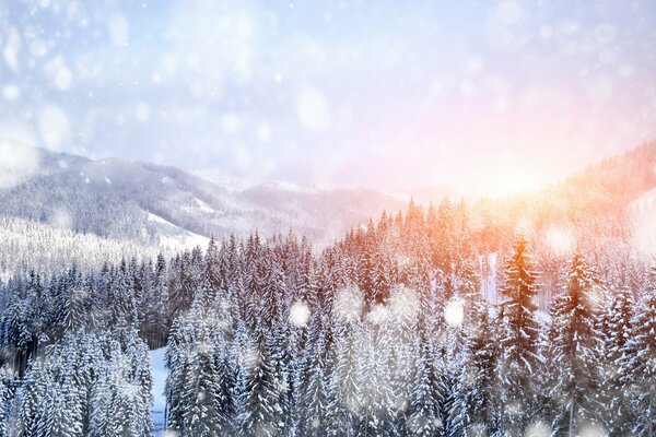 Winter forest on a mountain slope