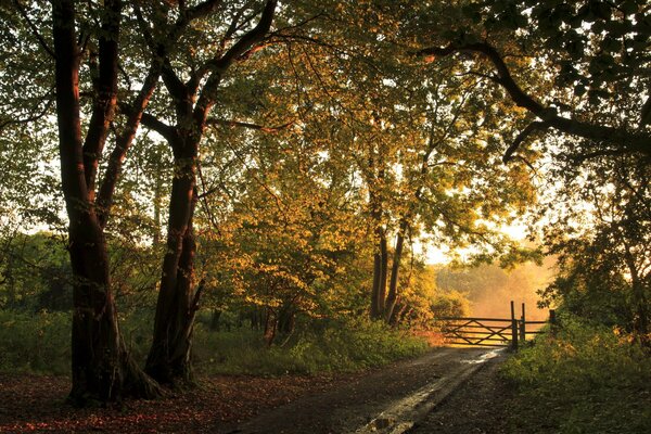 Waldstraße im Herbst. der Zaun