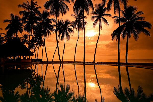 Tall palm trees in an orange sunset