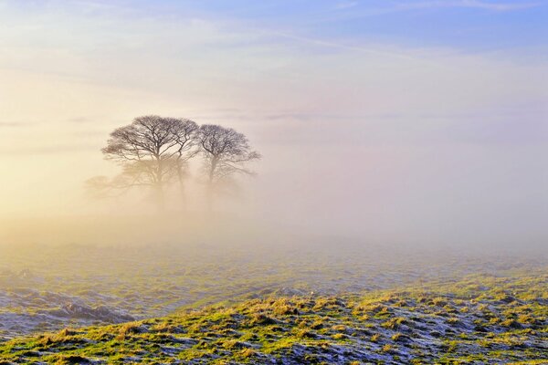 Nebligen Morgen auf einem Feld mit einem Baum