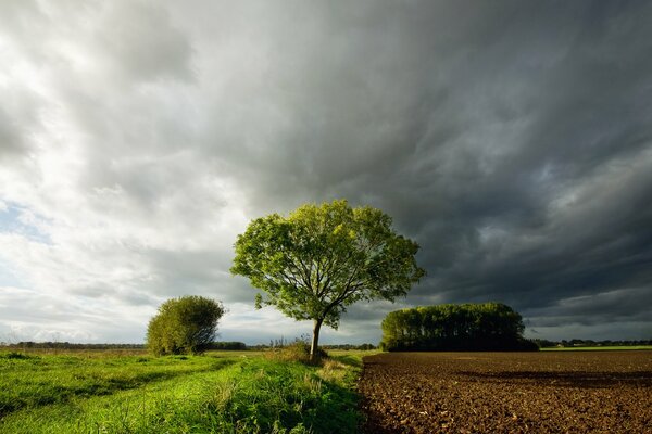 Cloudy sky over a lonely tree