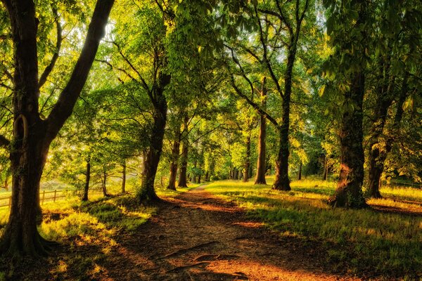 Camino en un bosque de coníferas con el brillo del sol