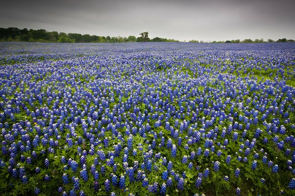 Blaue Blumenlandschaft im Feld