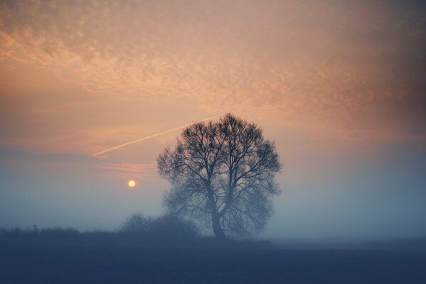 Albero solitario al tramonto nella nebbia