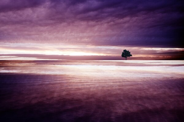 Einsamer Baum auf dem Hintergrund der violetten Wolken