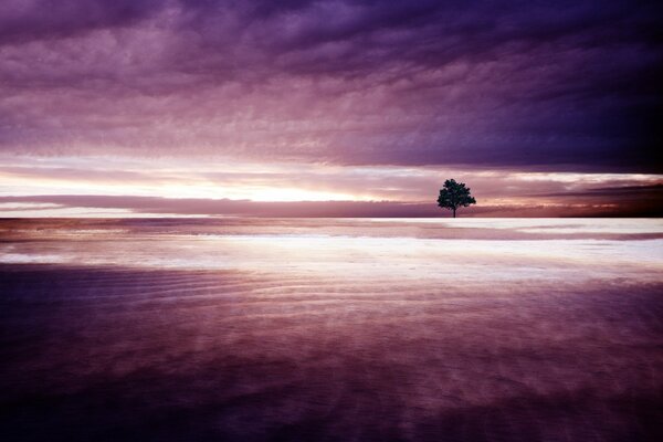 Albero solitario su uno sfondo di nuvole viola