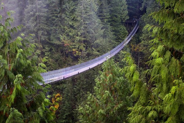 A long bridge in the middle of a coniferous forest