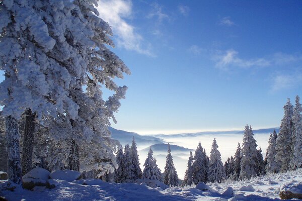 Naturaleza invernal en el bosque de montaña