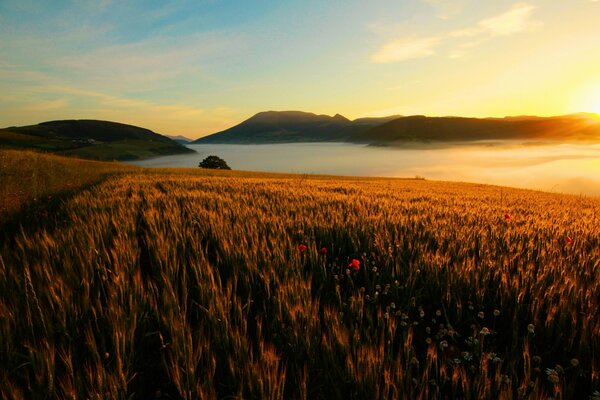 Le soleil est dans les montagnes. Fleurs des champs