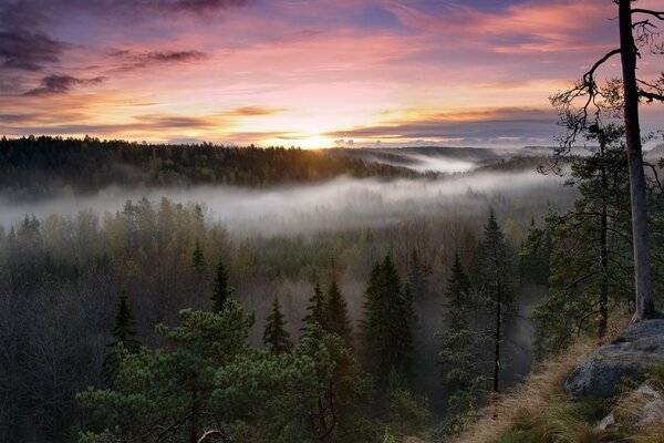 Brillante amanecer sobre el bosque de niebla