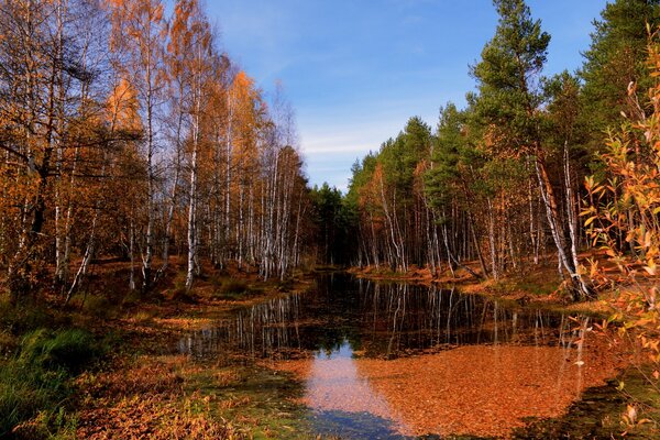 Paysage nature automne, arbres de pin du lac