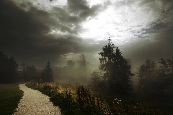 Fog in the middle of a forest path