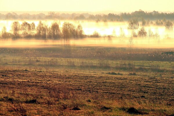 Paesaggio del campo nella nebbia del mattino