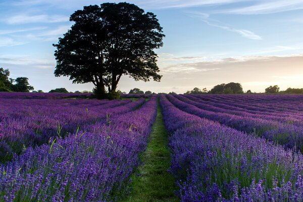 Champ de lavande le soir