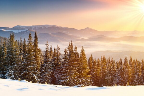 Arbres et montagnes en hiver sous le soleil