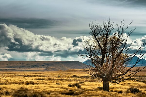 Landscape in New Zealand. Tree, steppe, mountains