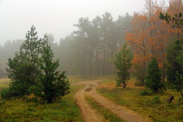 Naturaleza encantadora, camino en el bosque