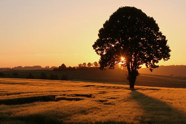 Ein einsamer Baum am Rand des Feldes bei Sonnenuntergang