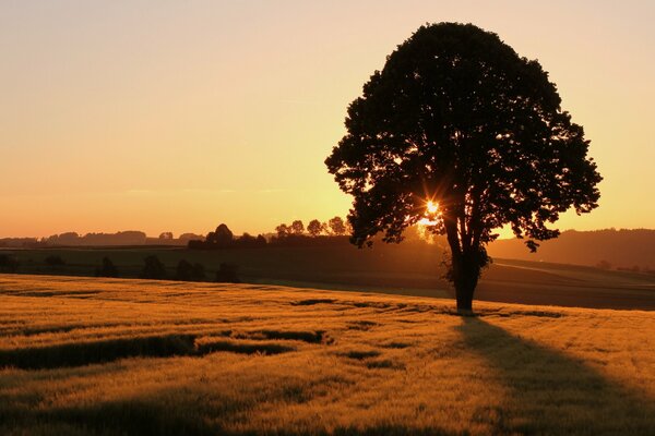 Albero solitario vicino al bordo del campo al tramonto