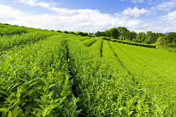 Senderos estrechos en una plantación de té verde