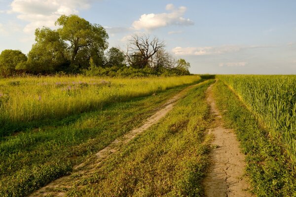 Schöne Natur im Sommer