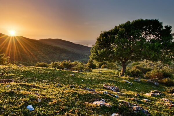 Albero su una collina ai raggi del tramonto