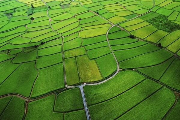 Ein grünes Feld, das wie ein Apfel aussieht