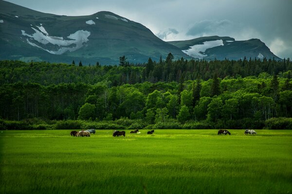 Paseo de caballos en un campo verde