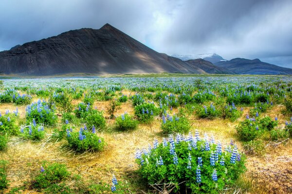 Paesaggio di fiori su un campo su sfondo di montagna