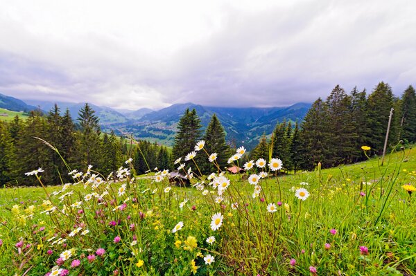 Daisies summer sky meadow