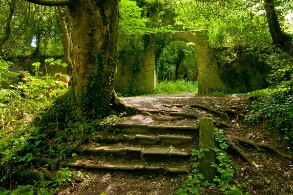 Été chaud dans la forêt fraîche