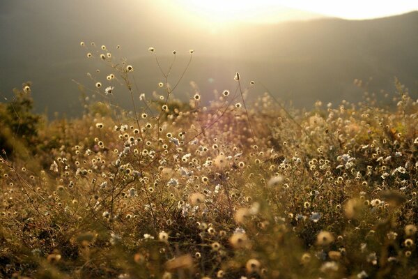 Clairière au soleil