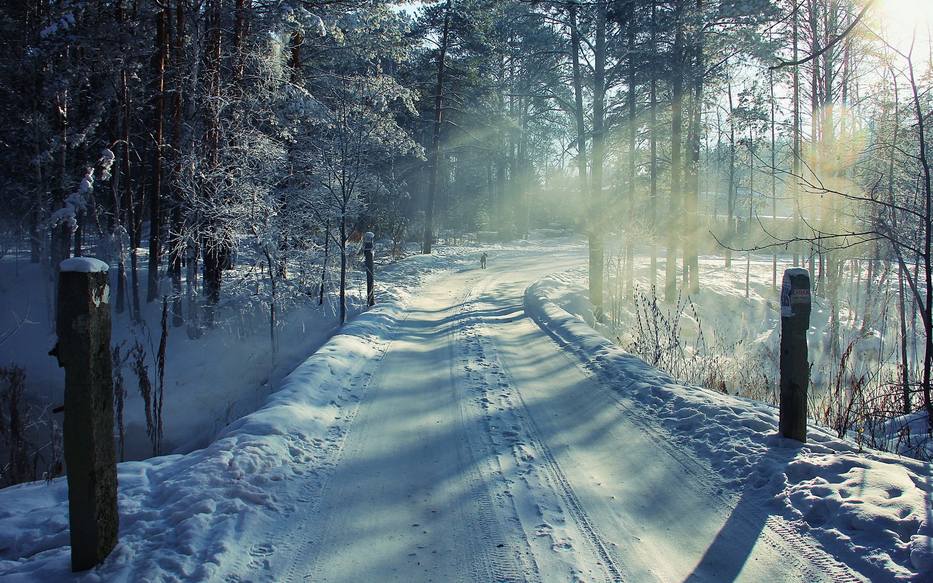 inverno foresta strada neve cane paesaggio