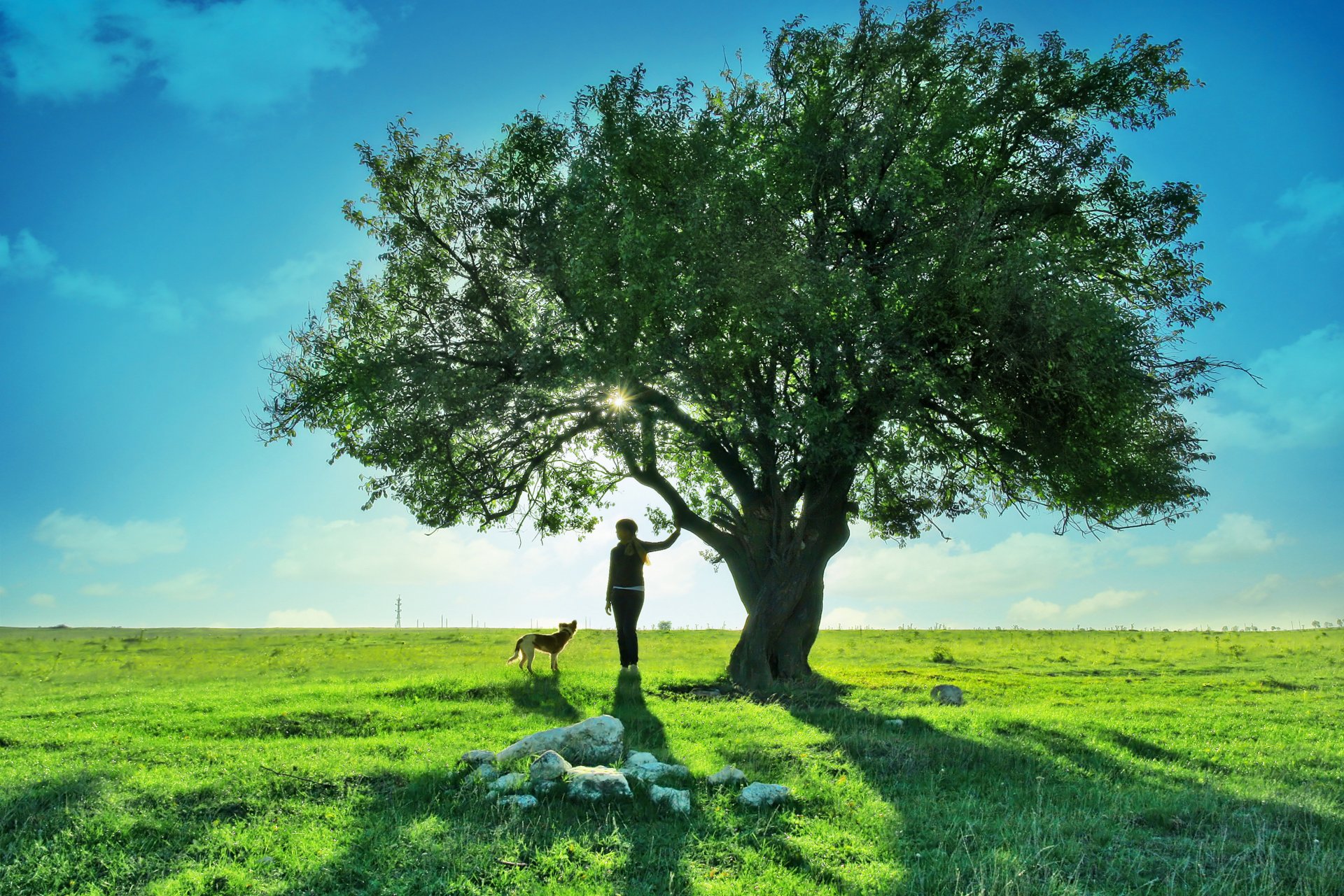 chien arbre fille adolescent nature paysage ciel nuages fille merveilleux terre rêveur belle rêveur champ vert herbe chiot herbe chiot