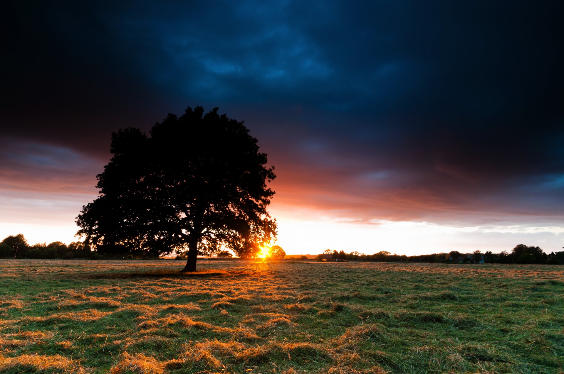 the field sunset tree sun hay grass sky