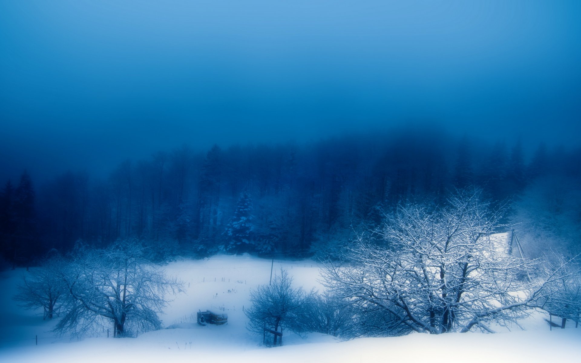 hiver brouillard neige soirée nature