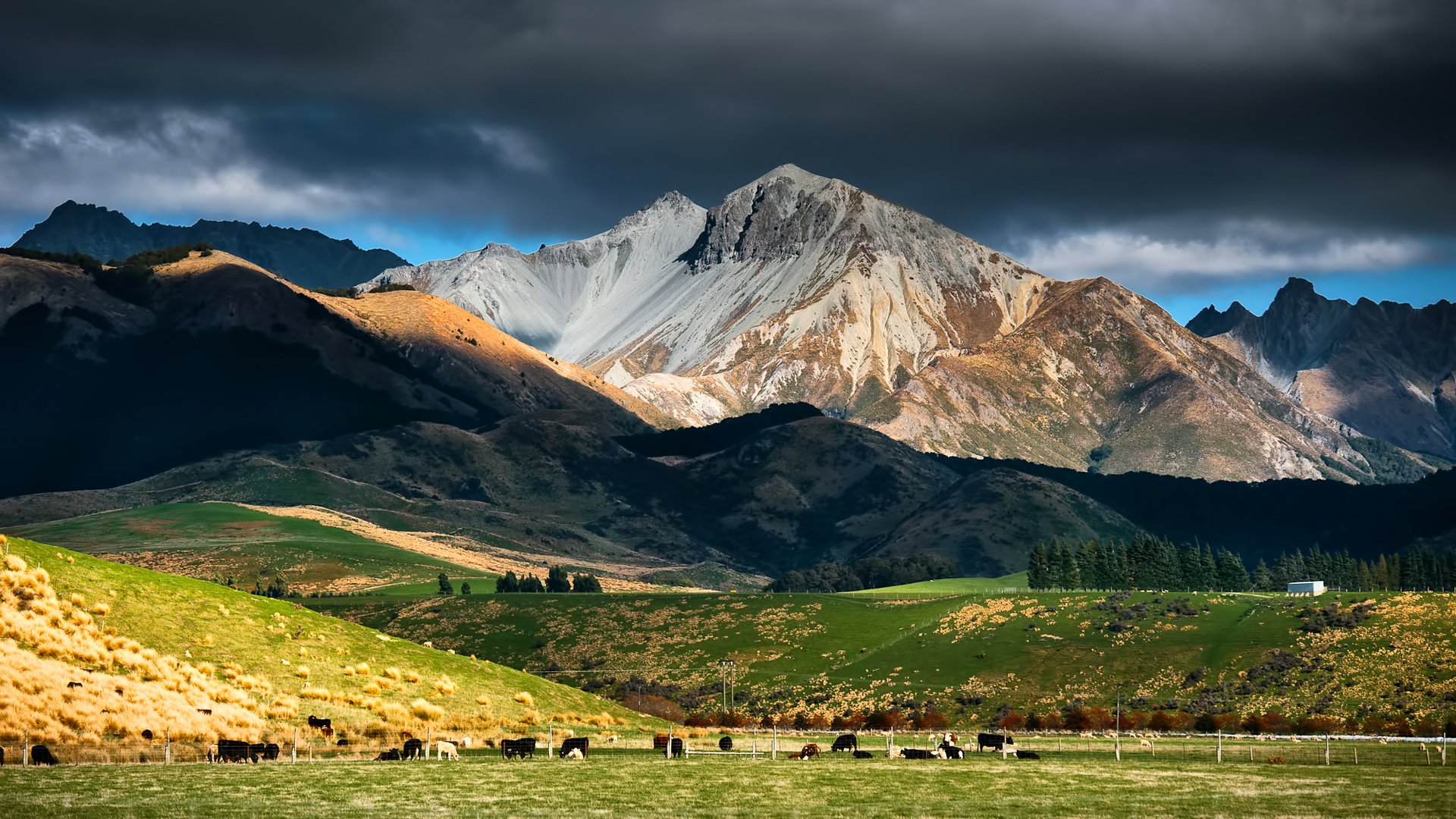 nuova zelanda montagne cielo nuvole pascolo mandria mucche bestiame