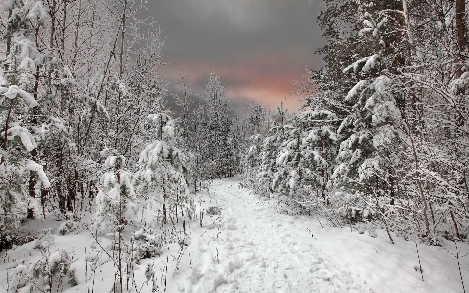 inverno foresta neve tramonto cielo