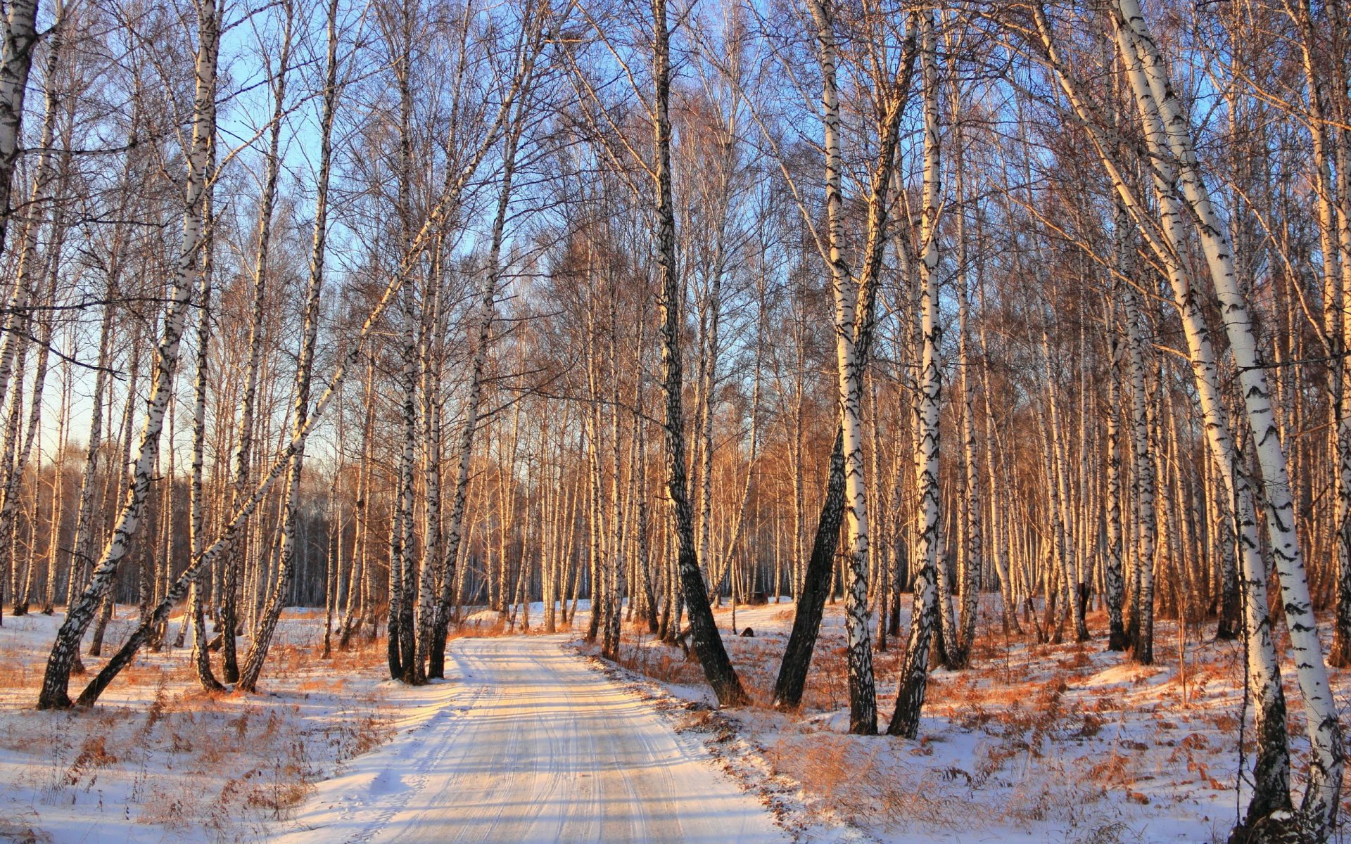 invierno bosque carretera nieve