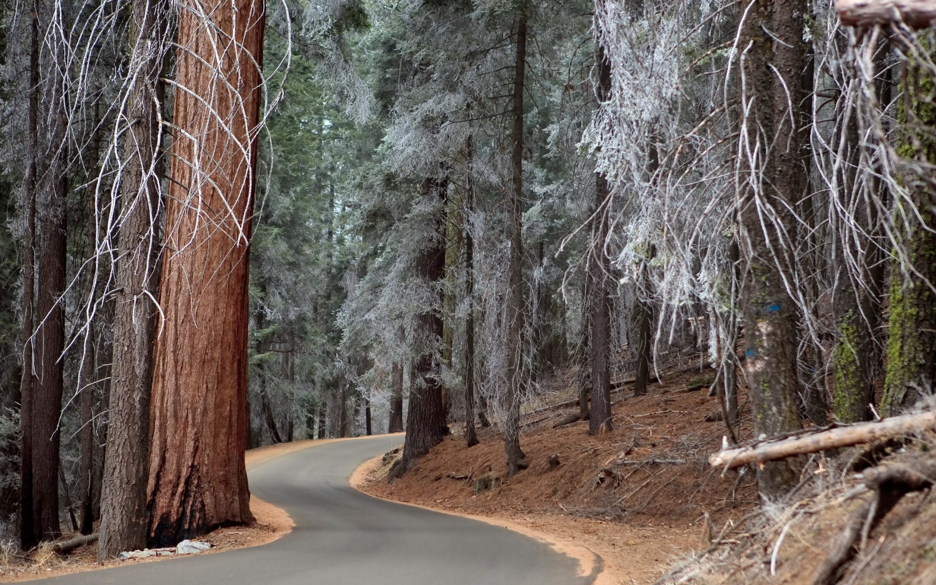 forest road tree frost