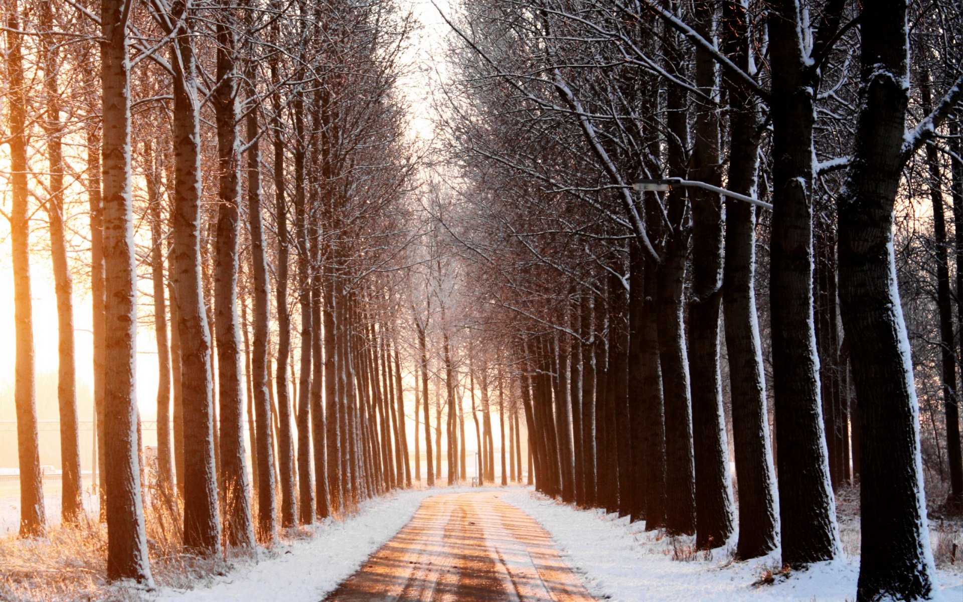 hiver route arbres paysage